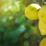 Описание сортов лимонов Что нужно лимонному дереву Эврика для роста