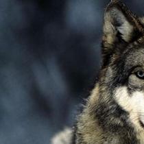 К чему снятся волки: стая или по одиночке Во сне быть как волк